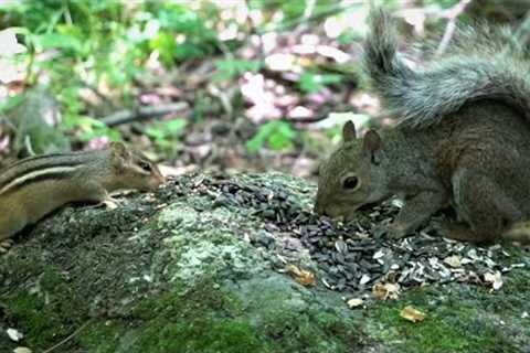 Squirrels, Chipmunks and Birds in the Forest - 10 Hour CAT TV  - Aug 15, 2023