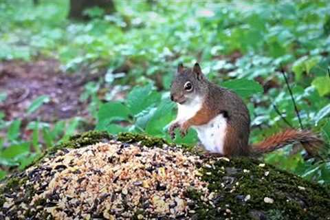 Red Squirrels in the Forest - 10 Hour Video for Pets and People - Aug 18, 2023