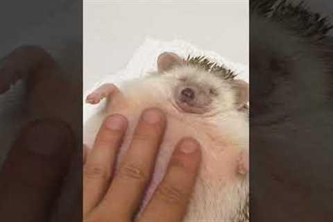 Hilarious Hedgehog LOVES Massages!