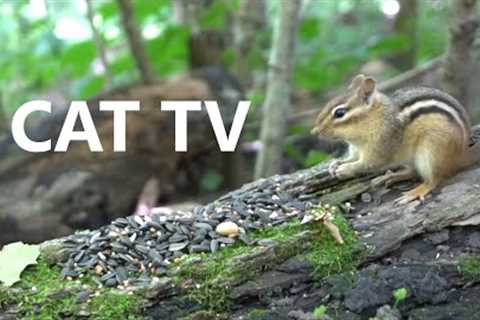 10 Hour CAT TV - Chipmunks, Squirrels and Birds for Pets and People - Aug 17, 2023