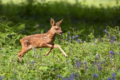 Relaxing Music & Deer 🦌 Wildlife Meditation 🎶 Stress Relief - Relax Mind/ Body/Soul