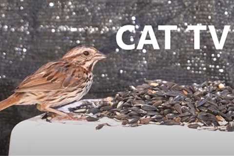 Sunday Morning Birds and Squirrels - 10 Hour CAT TV - Videos for Pets - Aug 20, 2023