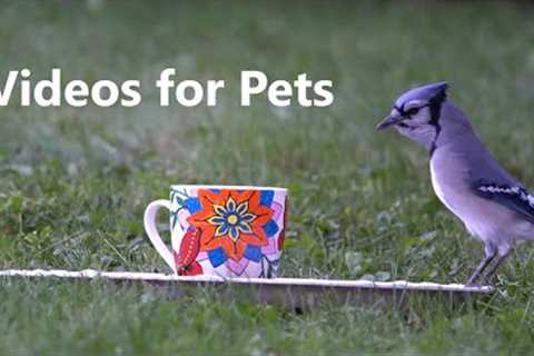 10 Hour Video for Pets and People - Backyard Birds and Squirrels - Aug 16, 2023