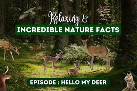 ☀️ Incredible Nature Facts & Relax | Amazing Animal Facts : Deer