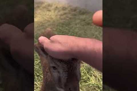 Baby Lamb Tail Wags Are The CUTEST Thing!