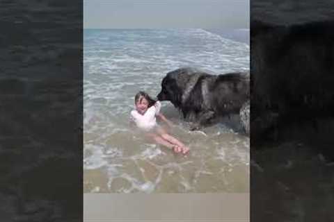 AMAZING Dog Rescues Little Girl From Ocean!