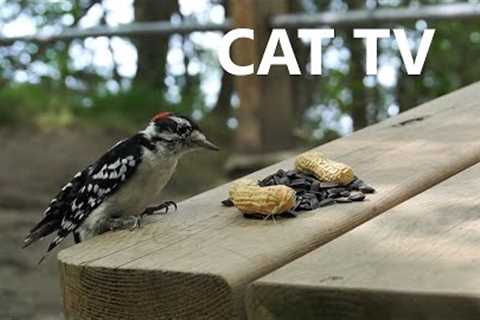 10 Hour Video for Pets - Woodpeckers, Nuthatches, Chickadees and Squirrels - CAT TV - Aug 22, 2023