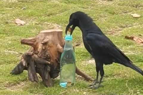 When Crow Has 200 IQ!  Moments of Animal Genius That Will Amaze You