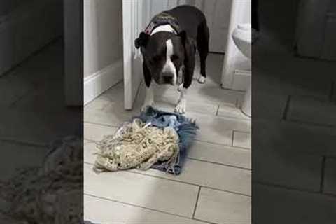 Funny Pup Steals Pet Parent's Clothes While They're Showering!