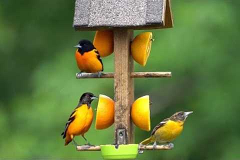 10 Hour CAT TV - The Baltimore Oriole Feeder Part 2 - Videos for Pets - Aug 23, 2023