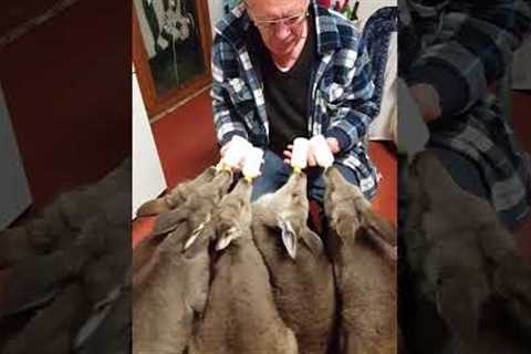 Pet Parent Feeds a BUNCH of Kangaroo Joeys!