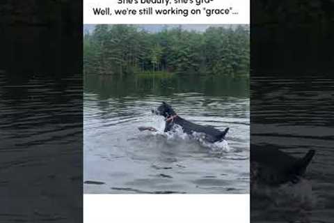 Hilarious Dog is an Clumsy Swimmer!