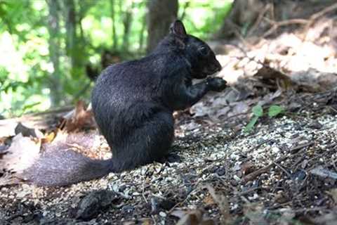 10 Hour CAT TV - Black Squirrels and Chipmunks in the Forest - Videos for Pets - Aug 25, 2023