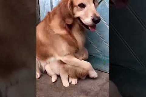 Adorable Dog Mama Loves to Cuddle Her Puppy!