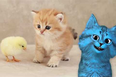 Tiny Kitten & Baby Chicken | Funnyplox Home Videos