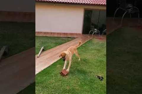 Happy Dog Slides Brick Around Yard