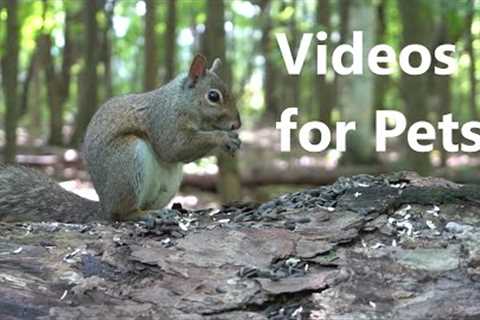 Squirrels, Chipmunks and Birds in a Canadian Forest - Relax Your Pet - 10 Hour CAT TV - Aug 28, 2023