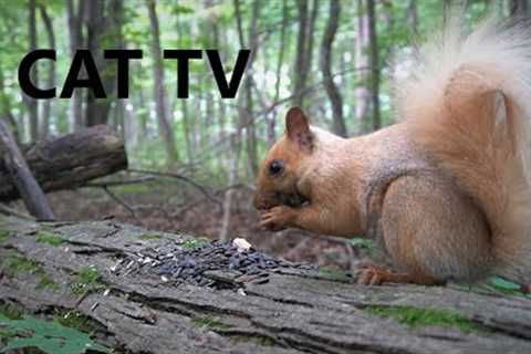 Rare Blonde Squirrel Found in the Forest - 10 Hour Videos for Pets - Cat TV - Aug 29, 2023