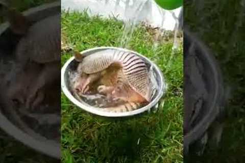 ADORABLE Armadillo Cools Off In Tiny Bathtub!