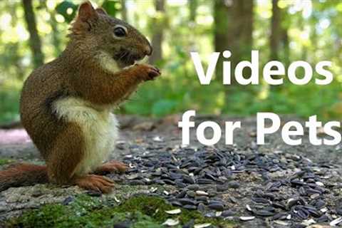 Red Squirrels and Forest Friends Eating Seeds - 10 Hour Video for Pets - Aug 30, 2023