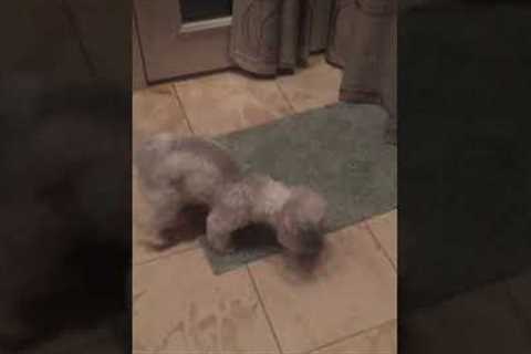 Adorable Puppy Plays Fetch By Himself On Stairs!