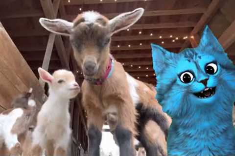 Adorable Baby Goats | Funnyplox Home Videos