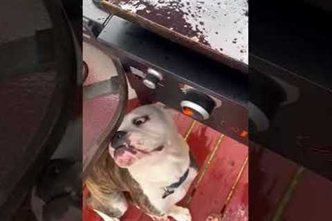 Funny Puppy Waits Patiently for Bacon!