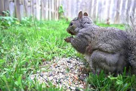 Sunday Morning Feast for Backyard Squirrels - 10 Hour Video for Pets and People - Sept 03, 2023