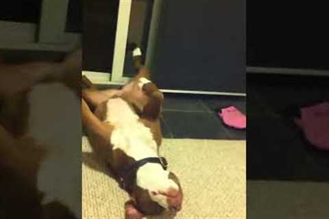 Hilarious Dog Pretends to Pass Out During Nail Trimming!