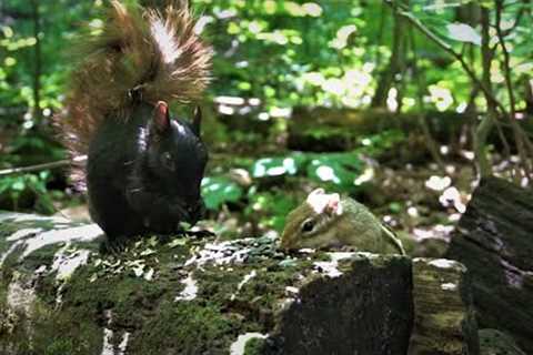 Black Squirrels and Chipmunks in a Canadian Forest - 10 Hour Cat TV - Sept 04, 2023