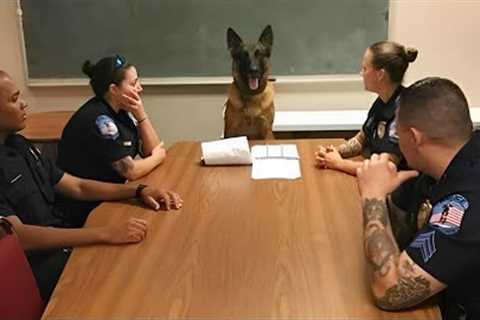 Who is The Boss ? | FUNNIEST German Shepherd Dog Video  🤣