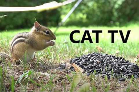 10 Hour CAT TV - Relax Your Pet - Birds, Chipmunks and Squirrels Up Close - Sept 05, 2023