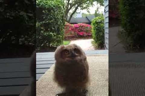 Adorably Curious Owl Sits on Porch