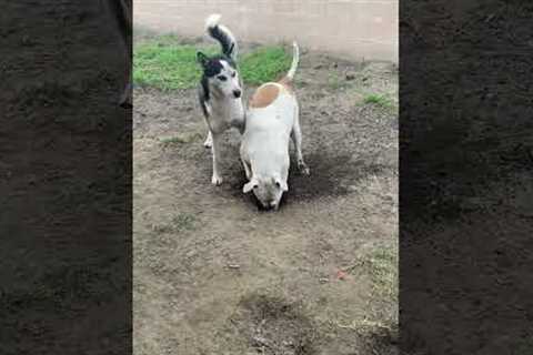 Hilarious Husky Warns Brother That They're Getting CAUGHT Digging Holes!