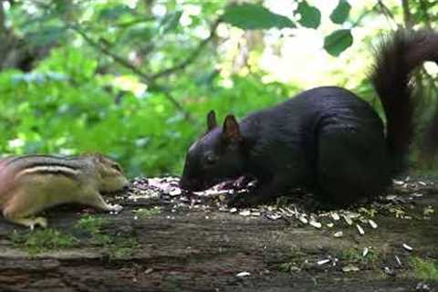 10 Hour CAT TV - Dinner Date in the Forest with Black Squirrels and Chipmunks - Sept 06, 2023