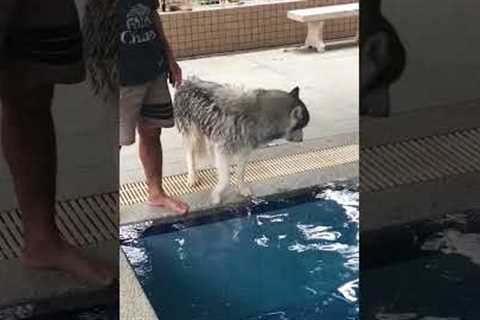 Adorably Hesitant Husky Goes For A Swim!