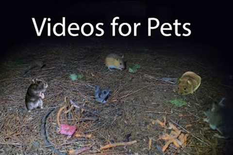 10 Hour Mice at Night Compilation - CAT TV - Relax Your Pet - Videos for Pets - Sept 07, 2023