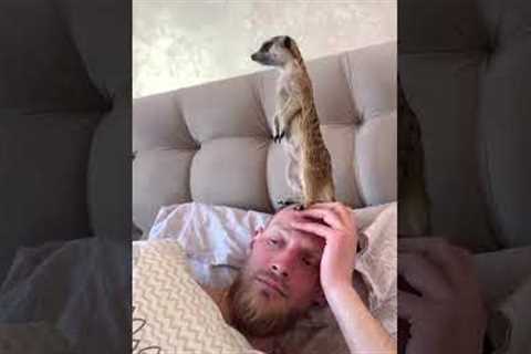 Cheerful Meerkat Stands On Pet Parent's Head To Wake Him