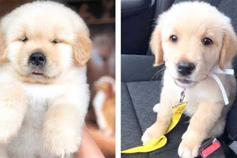 😍 Lovely And Cute Golden That Make You Happy To Watch Every Day 🐶 | Cute Puppies