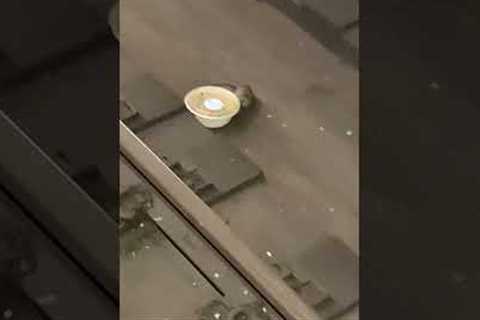 Hungry Subway Rat STEALS Salad!