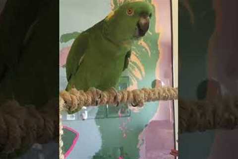 Grumpy Parrot Wants His Breakfast!