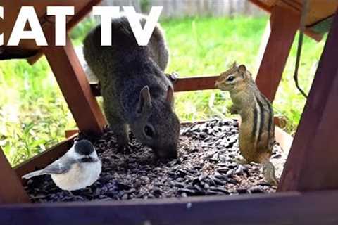 Sunday Morning Brunch for Birds and Squirrels - 10 Hour CAT TV - Videos for Pets - Sept 10, 2023