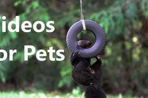 Tire Swing for Squirrels - 10 Hours of Entertainment for Pets and People - CAT TV - Sept 11, 2023