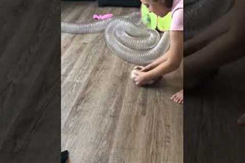 Playful Baby Ferret LOVES  Sliding Across The Floor!