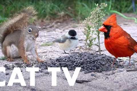 Cardinals, Finches, Squirrels and Backyard Animals - 10 Hour Video for Pets - Sept 12, 2023