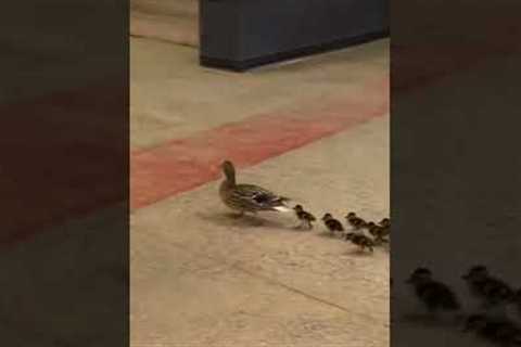 Mother Duck Breaks Into School with Ducklings!