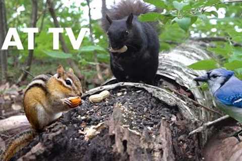 Black Squirrels, Birds and Chipmunks in the Forest - 10 Hour Video for Pets - Sep 14, 2023