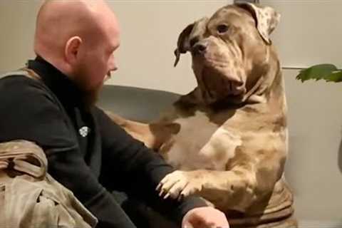 Giant dog just wants to be a baby FUNNIEST Dog and Human Of Week