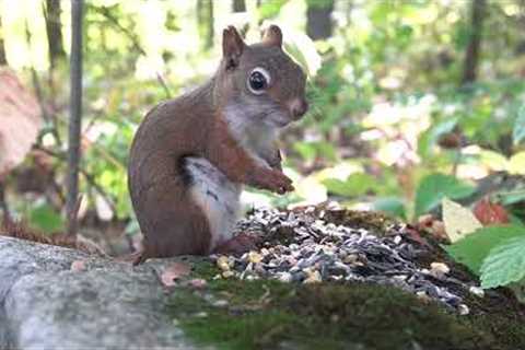 Red Squirrels, Chipmunks and Animals in the Forest - 10 Hour CAT TV - Sept 15, 2023