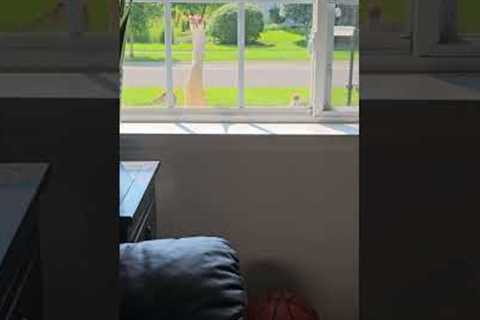 Curious Crane Knocks On Window